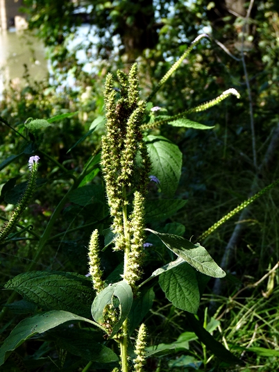{Amaranthus powellii}